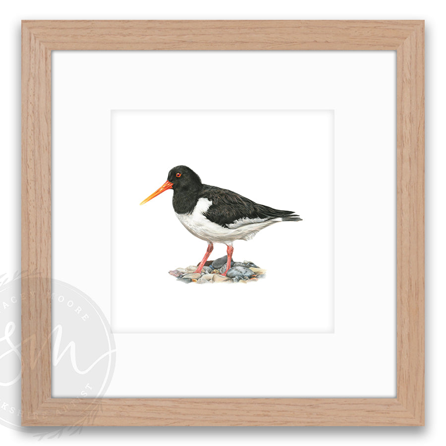 Oystercatcher