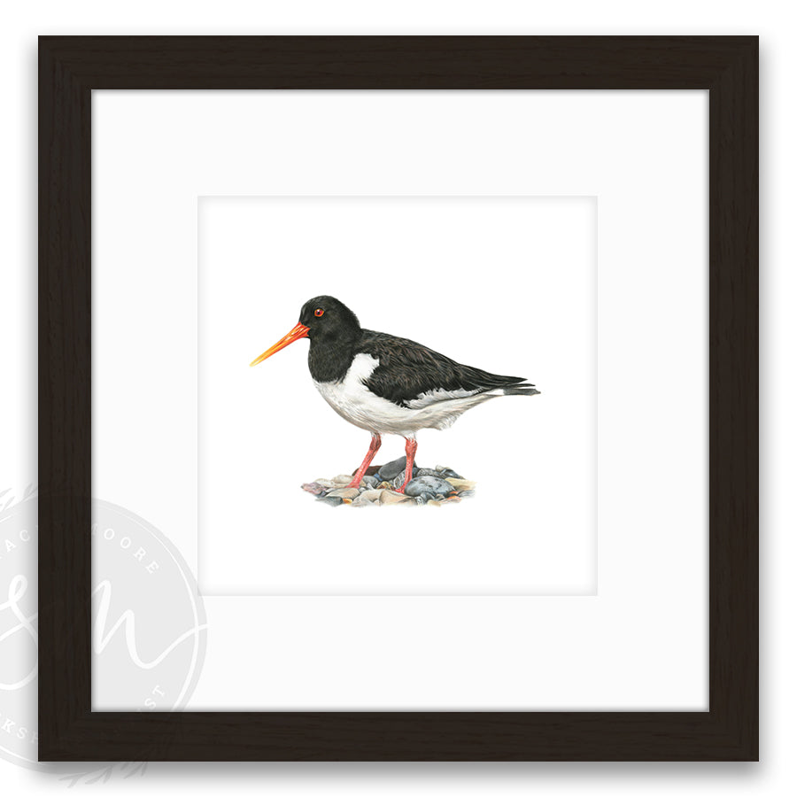 Oystercatcher