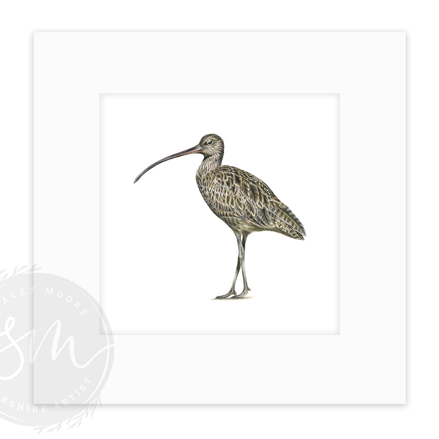 Curlew