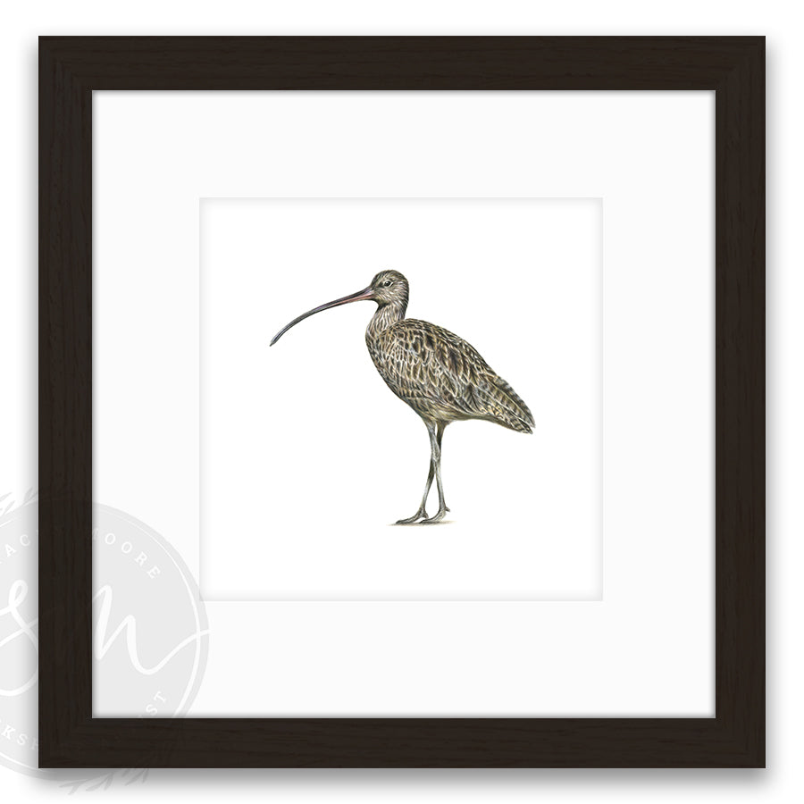 Curlew