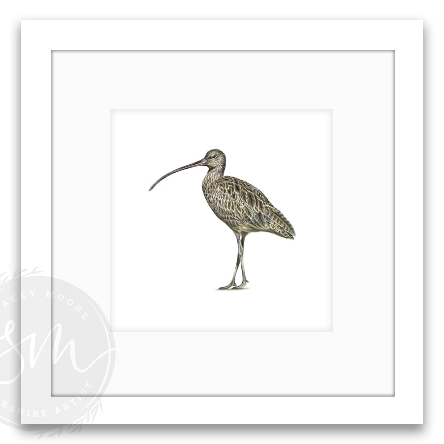 Curlew