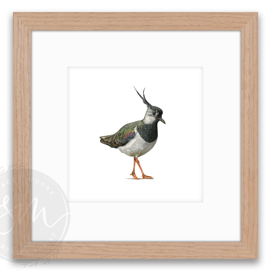Lapwing