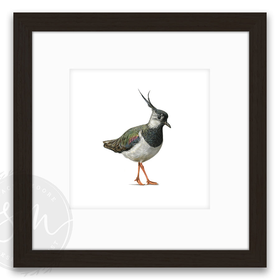 Lapwing
