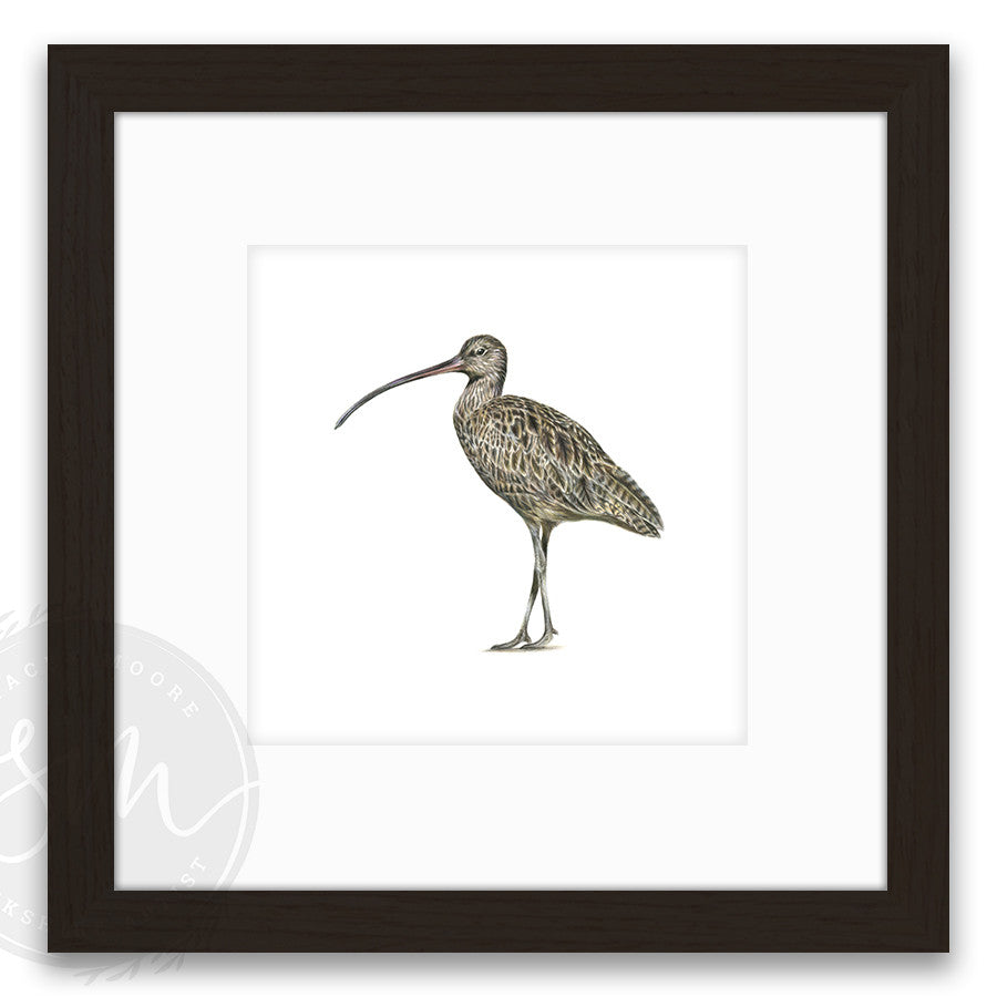 Curlew