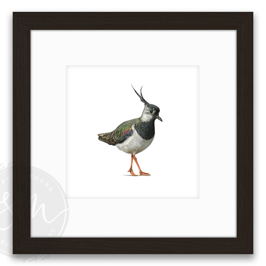 Lapwing