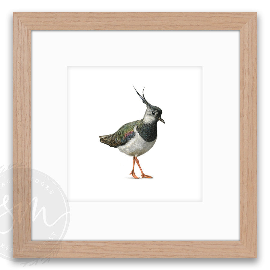 Lapwing