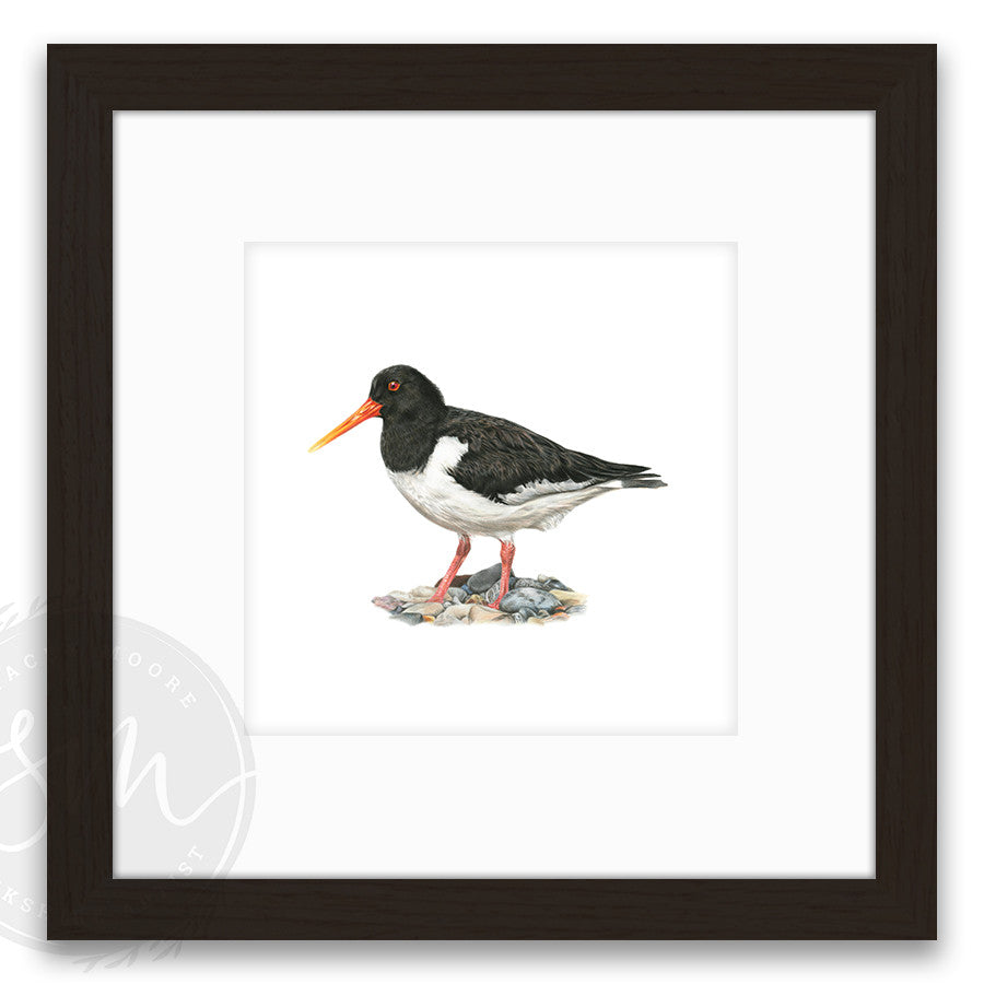Oystercatcher