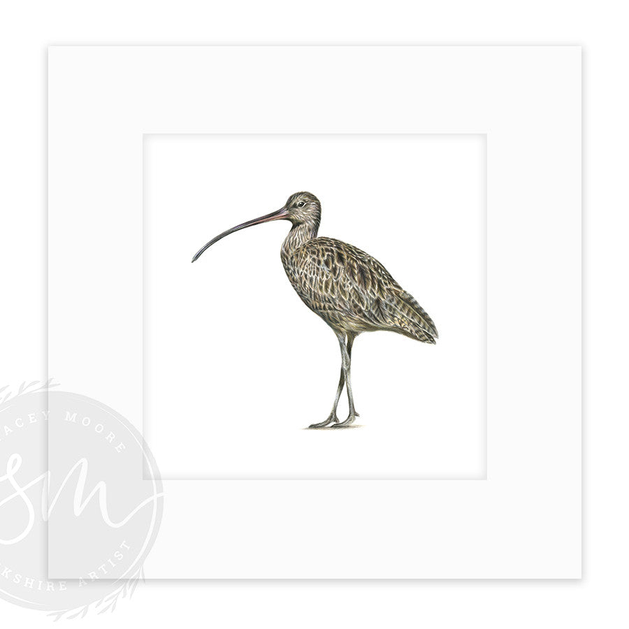 Curlew