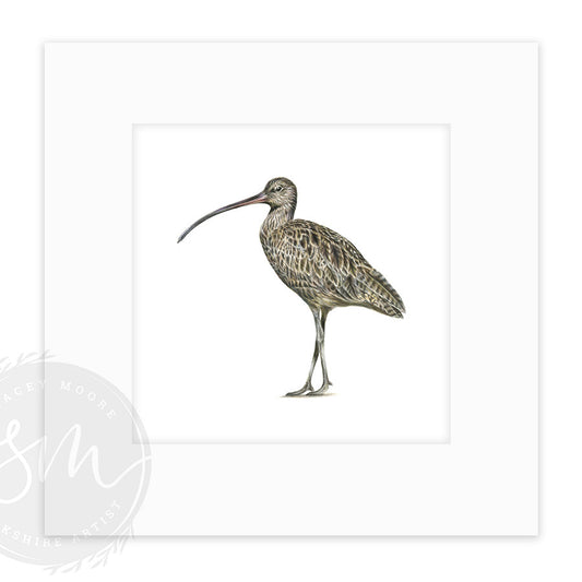 Curlew