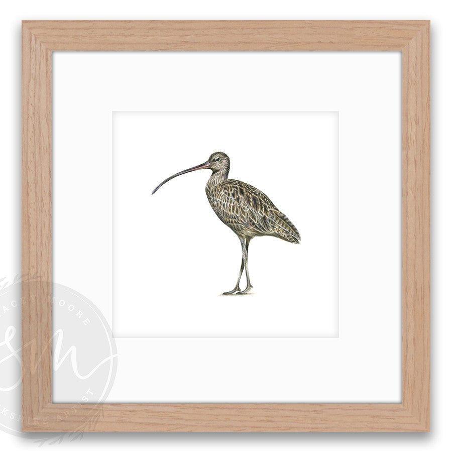 Curlew