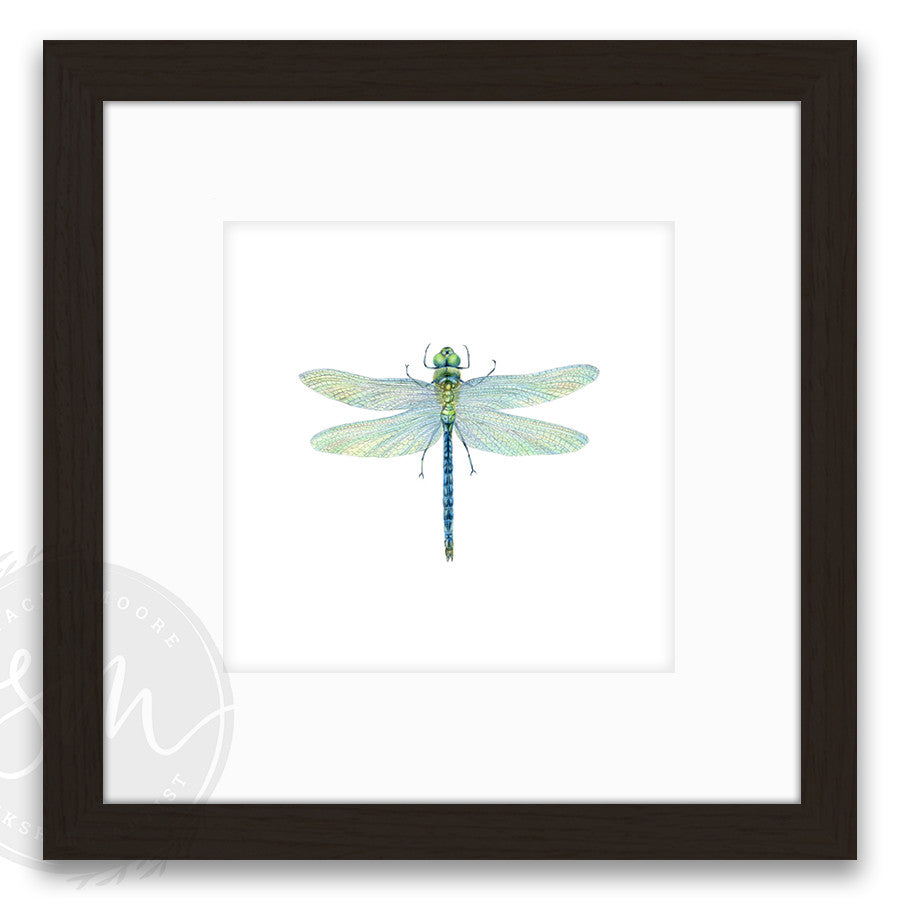 Dragonfly