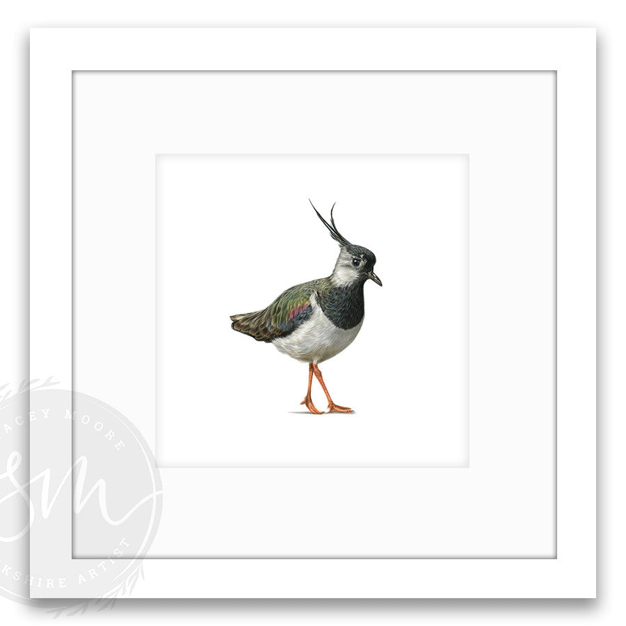 Lapwing