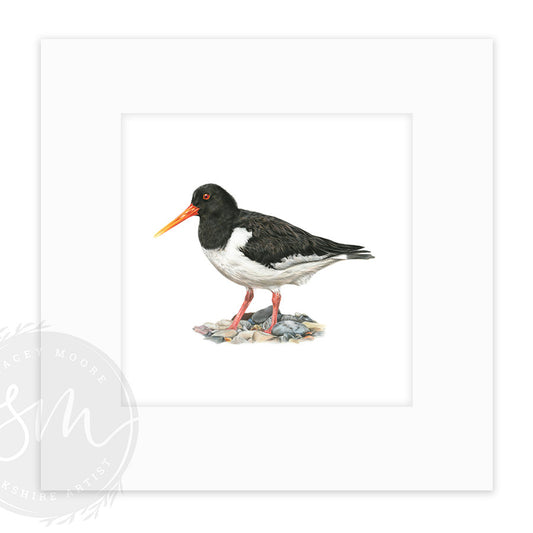 Oystercatcher