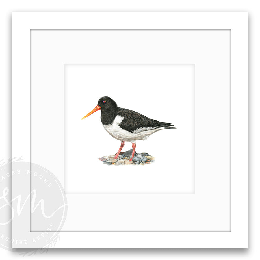 Oystercatcher