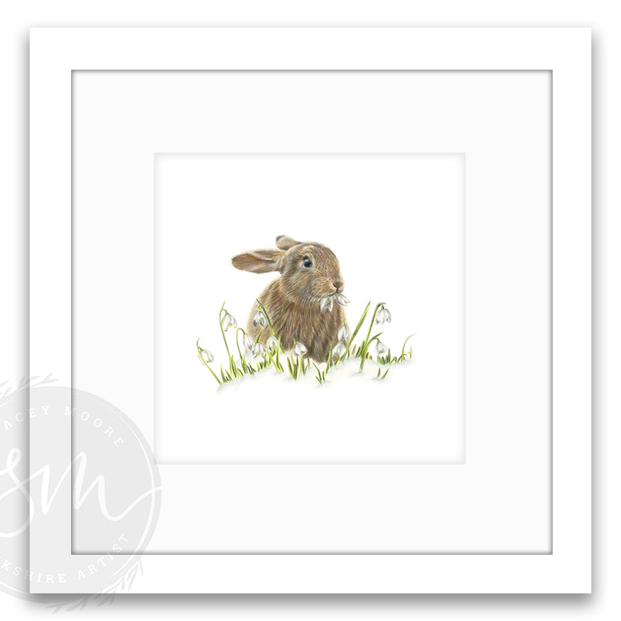 Snowdrop