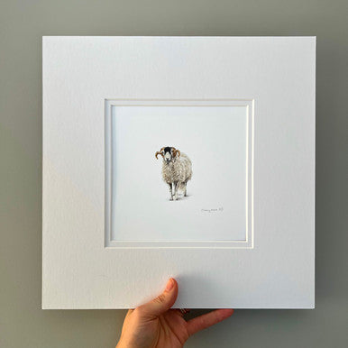 Swaledale Sheep