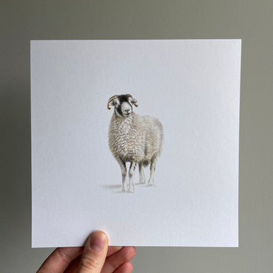 Swaledale Sheep (Mini Original Drawing)