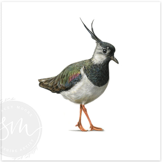 Lapwing