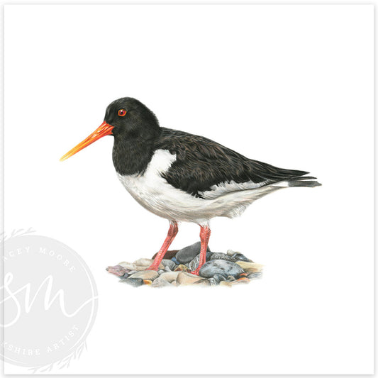 Oystercatcher