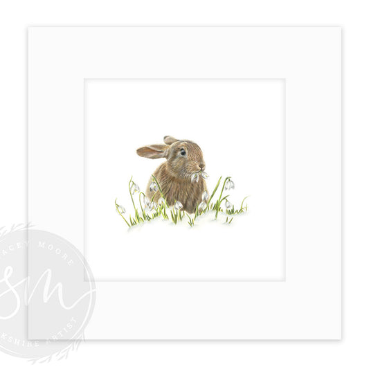 Snowdrop
