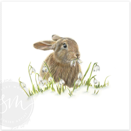 Snowdrop
