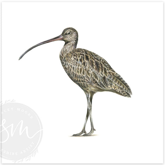 Curlew