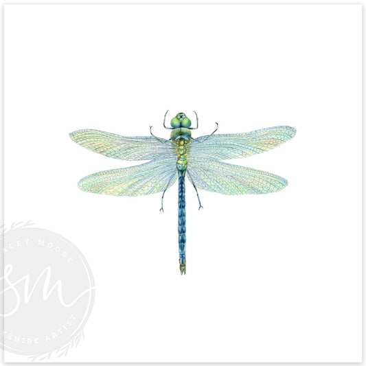 Dragonfly