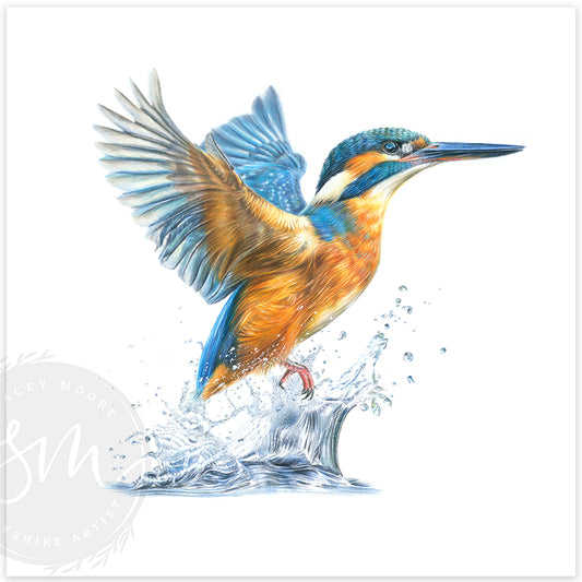Rise and Soar