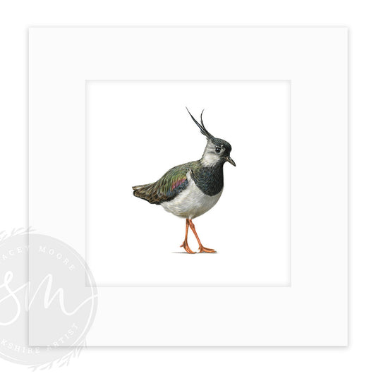 Lapwing