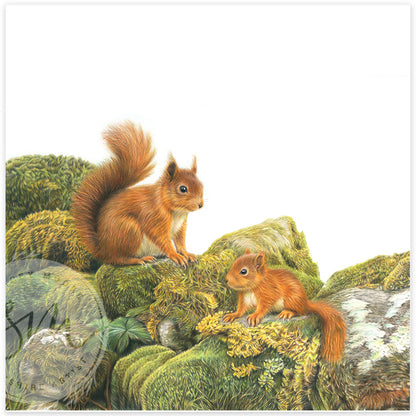 Yorkshire's Redheads